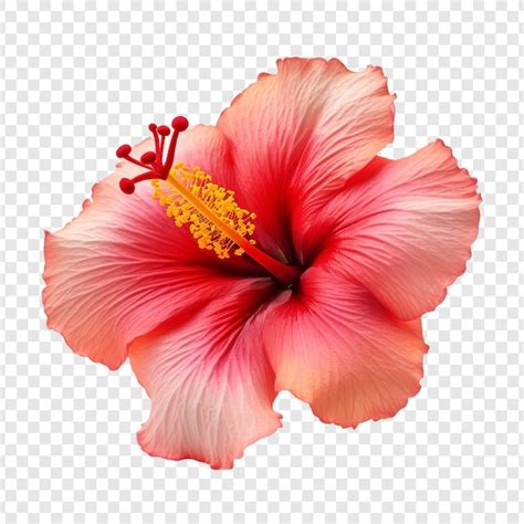 PNG .